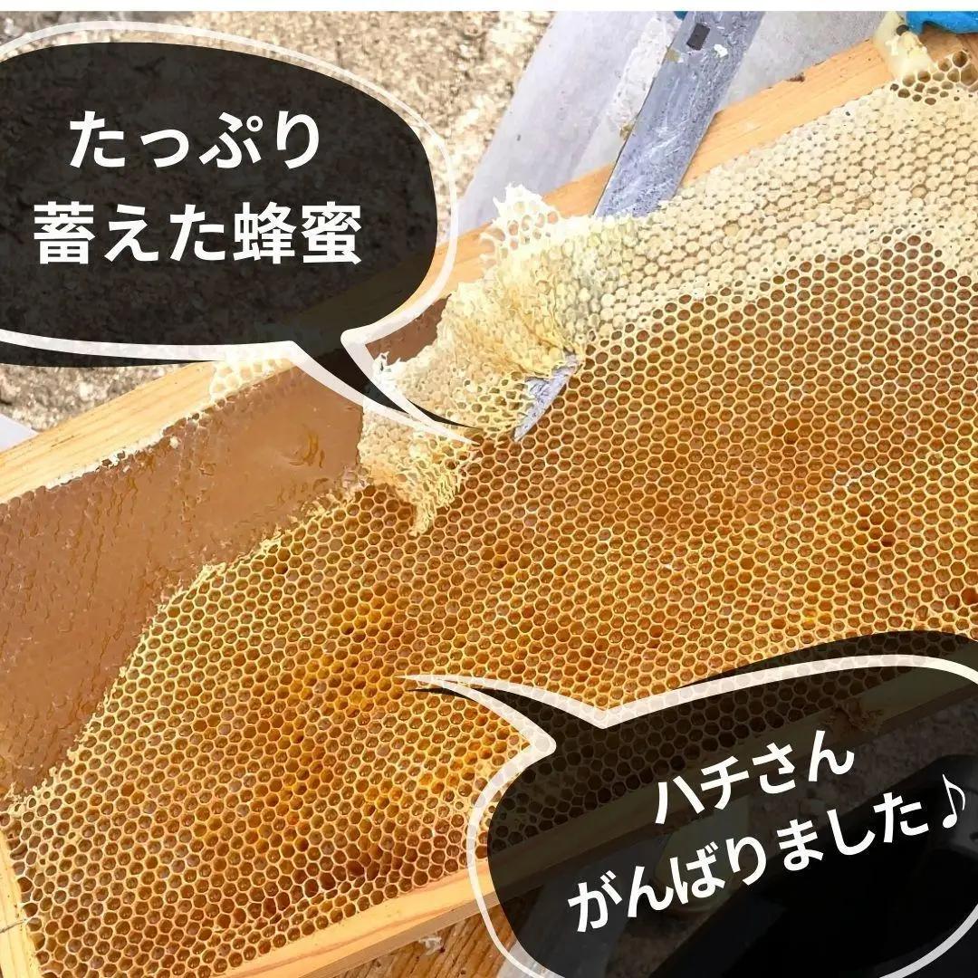 ありだ里山の蜂蜜 570g×2本セット 化粧箱入り