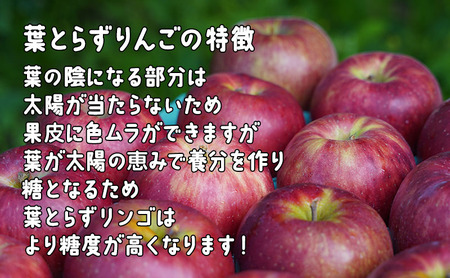 2月発送 特A 葉とらずサンふじ 約3kg 【弘前市産・青森りんご】