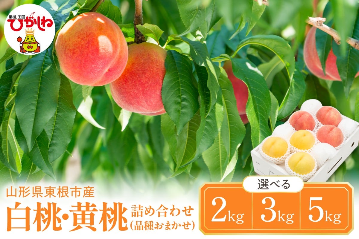
                  【2026年産 先行予約】≪選べる内容量≫ 白桃＆黄桃 詰め合わせ (品種おまかせ) 【2kg・3kg・5kg】 秀品 化粧箱入り 東根農産センター提供 山形県 東根市 hi027-263-o
                