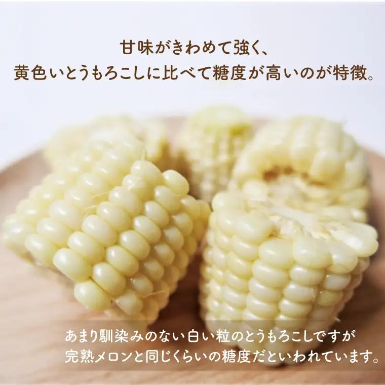 【6月下旬より発送】数量限定 白いおおもの(トウモロコシ)5kg （AY-6）