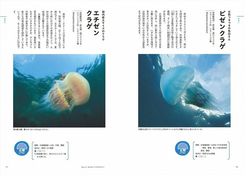  海洋生物写真家　峯水亮氏　『ときめくクラゲ図鑑』