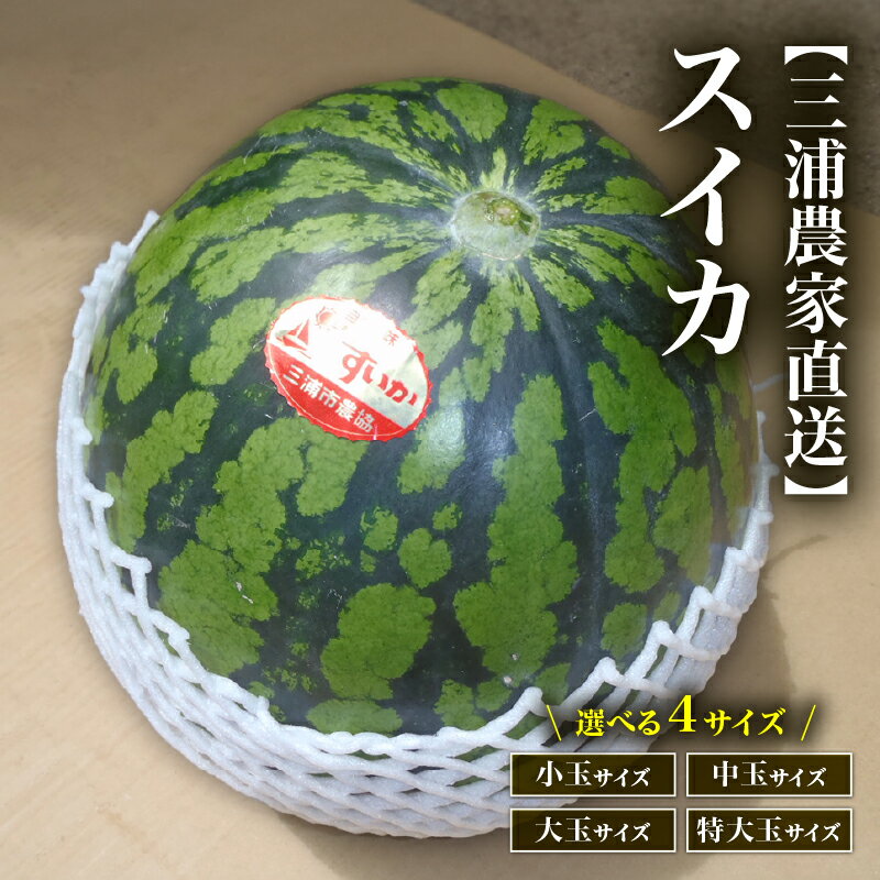【ふるさと納税】＜選べる＞ 三浦農家直送 スイカ 1個 〜 4個 小玉 〜 特大玉 すいか 西瓜 フルーツ 果物 果実 ジューシー 甘い 夏季 数量 期間 限定 おいしい デザート みずみずしい 国産 旬の果物 贈答 ヤマイチ農園 神奈川 三浦市 おすすめ ランキング プレゼント ギフト