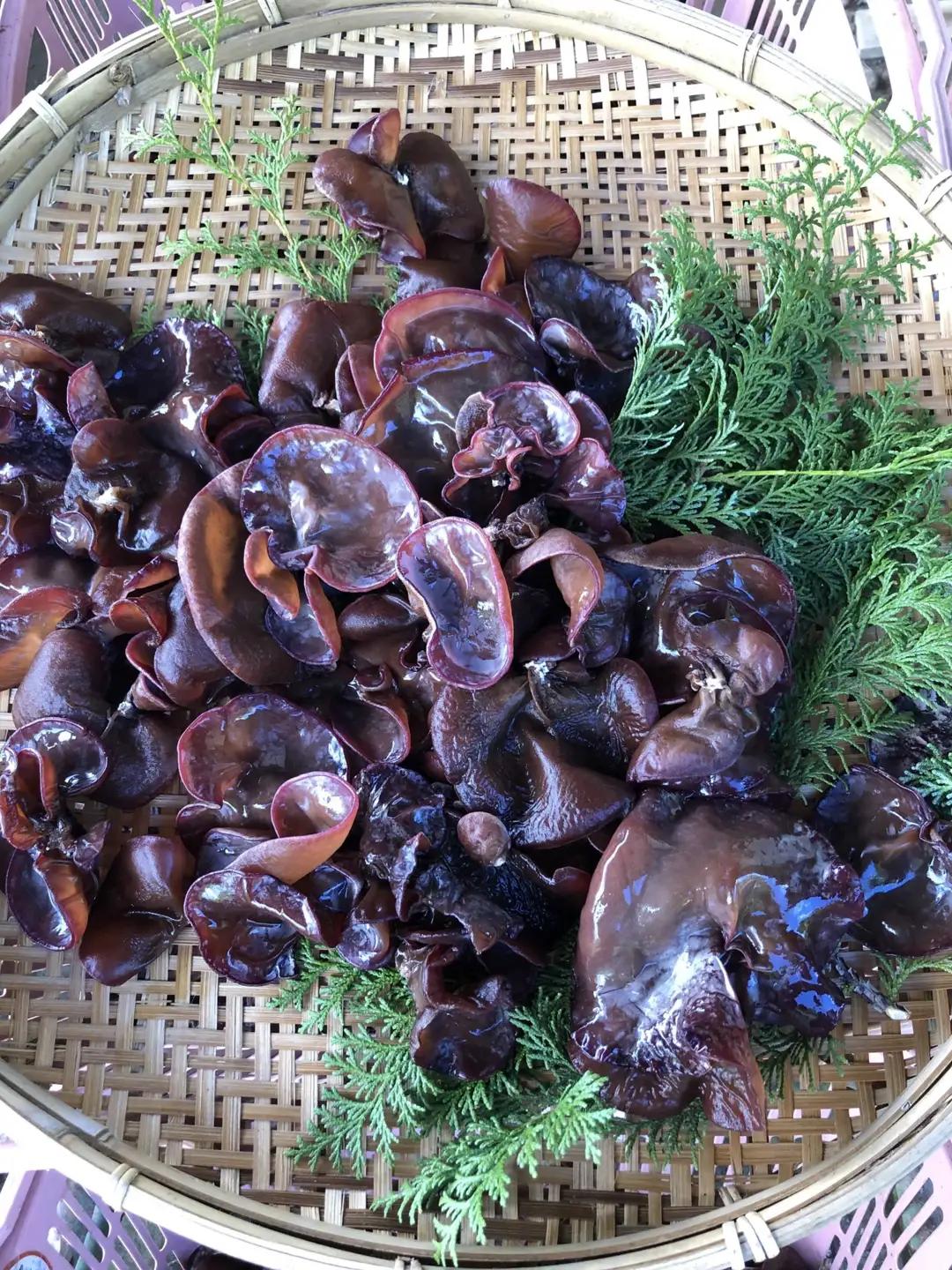 キクラゲ 約1kg～約1.3kg | 伊藤農園 野菜 やさい きのこ キノコ 木耳 きくらげ
