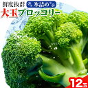 野菜 氷詰めブロッコリー 12玉 （ 令和6年発送 ） 大玉サイズをお届け 北海道産 大玉 ブロッコリー 野菜 ダイエット 筋トレ トレーニング 新鮮 氷詰め サラダ おかず 野菜ジュース 料理 弁当 農家 産地直送 北海道 石狩 照之家商店