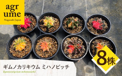 ギムノカリキウム ミハノビッチ 8株 Gymnocalycium mihanovichii 長与町/アグリューム [EAI225]
