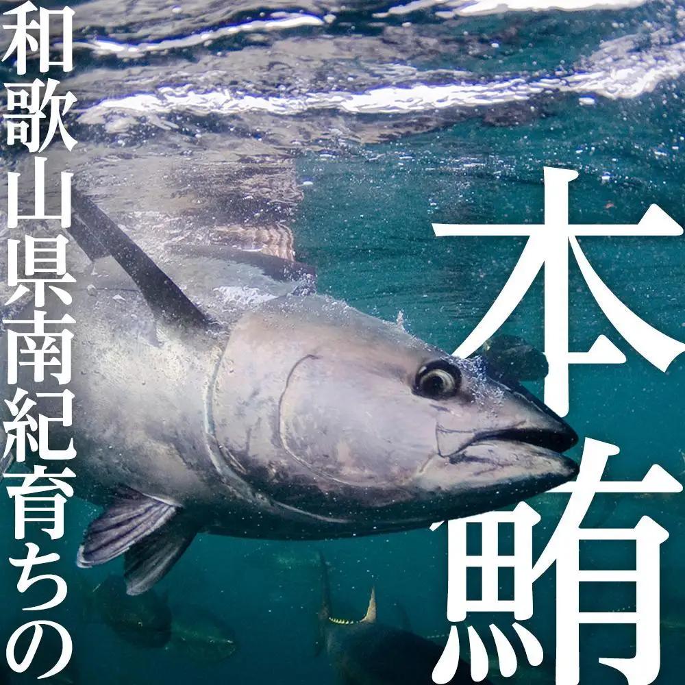 本マグロ（養殖）トロ 赤身 セット 240g まぐろ 鮪　