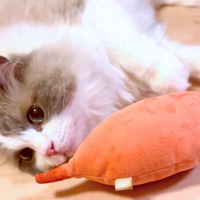 ふるさと納税 多摩市 猫のおもちゃ【お芋のけりけり】 |  | 02