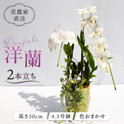 ふるさと納税 糸島市 【ギフトに】デンファレ(洋蘭)2本立ち 糸島市/和饗エコファーム株式会社 [AVI005]