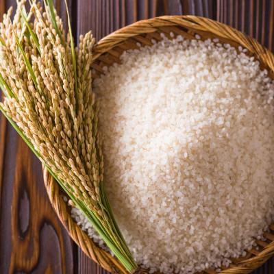 ふるさと納税 十日町市 令和8年産!魚沼産こだわり従来コシヒカリ【農家直送!】精米10kg×1袋 |  | 01