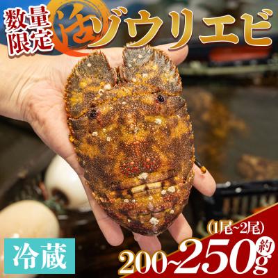 ふるさと納税 香南市 【先行受付】活 ゾウリエビ 計250g(1尾〜2尾) 海老 eb-0053