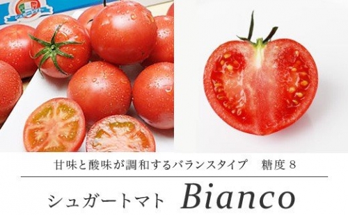 【先行予約・2024年1月】シュガートマト ビアンコ08（糖度8度以上） 1kg 高糖度 フルーツトマト