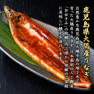 【B57006】特大うなぎ蒲焼(有頭)(3尾・計555g以上、タレ、山椒付) 鹿児島 国産 九州産 大隅産 鰻 うなぎ ウナギ 蒲焼き うな重 うな丼 ひつまぶし 丑の日 土用の丑の日 化粧箱 贈答 