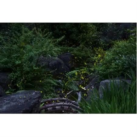 天理の風景5『 THE GARDEN OF DELIGHT 』2Lメタルグラフィックアート【1714783】