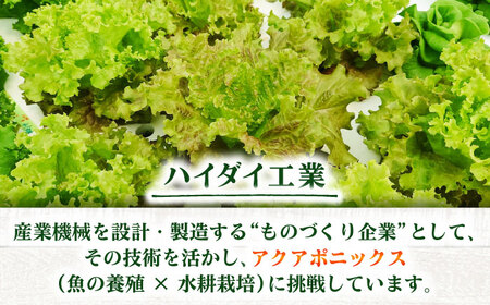 水耕栽培野菜 サニーレタス 6株[BGBT001]