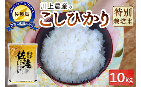 令和7年産 佐渡 川上農産のコシヒカリ（10kg）