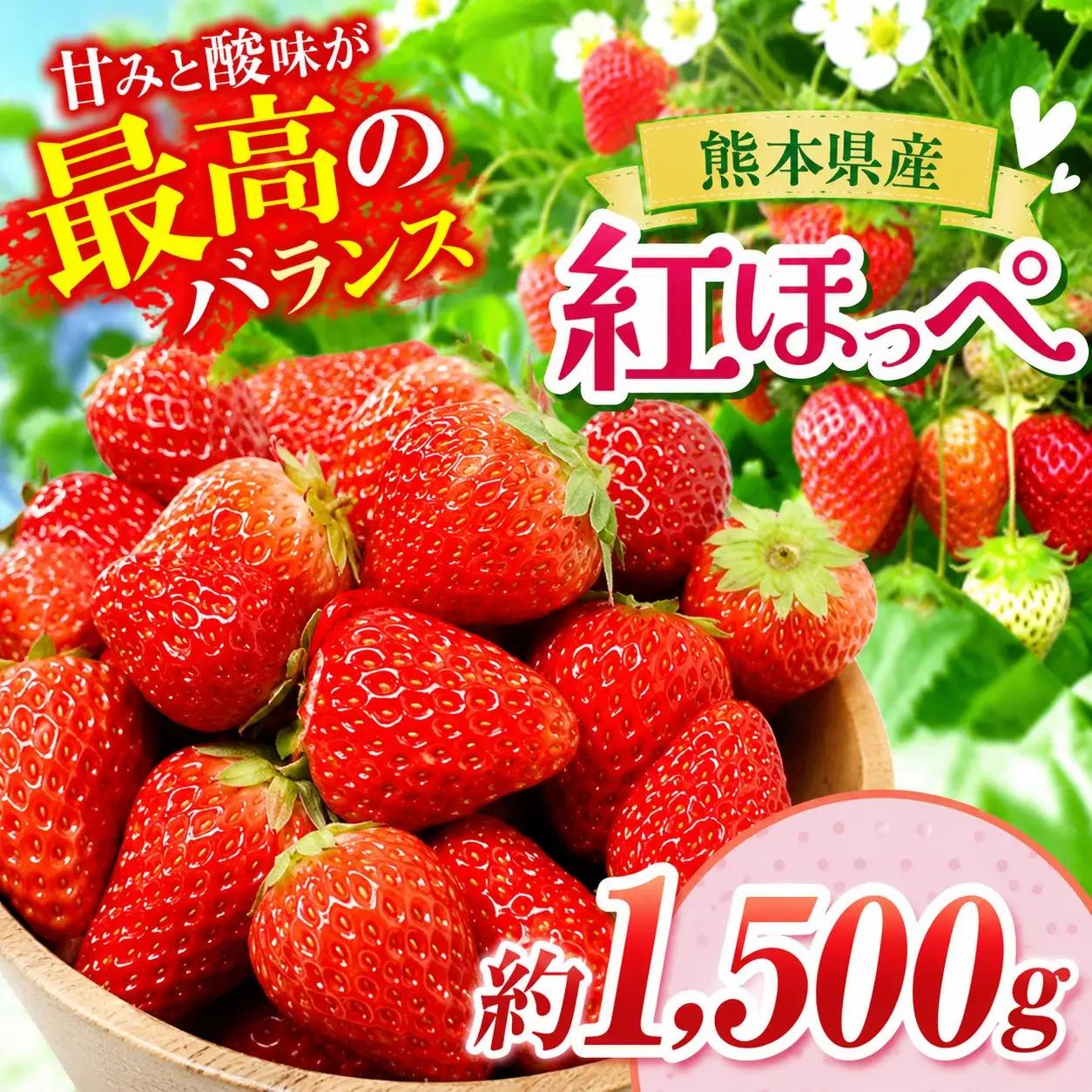 いちご 紅ほっぺ 約1500g 坂田農園