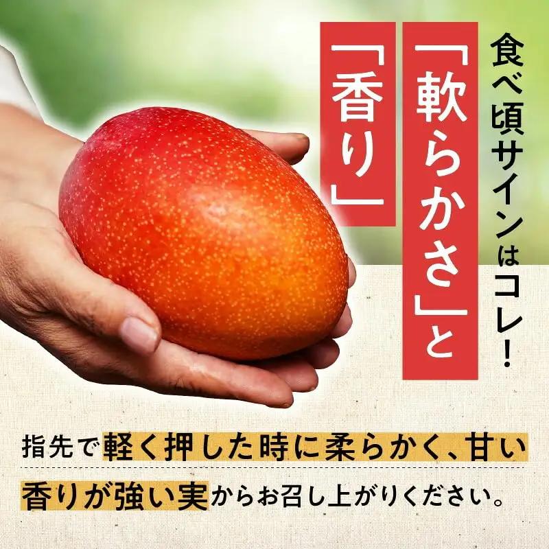 【 2027年先行予約 】伊井マンゴー園のイイ！マンゴー 約2キロ（4～5玉） C026-003 マンゴー 完熟マンゴー
