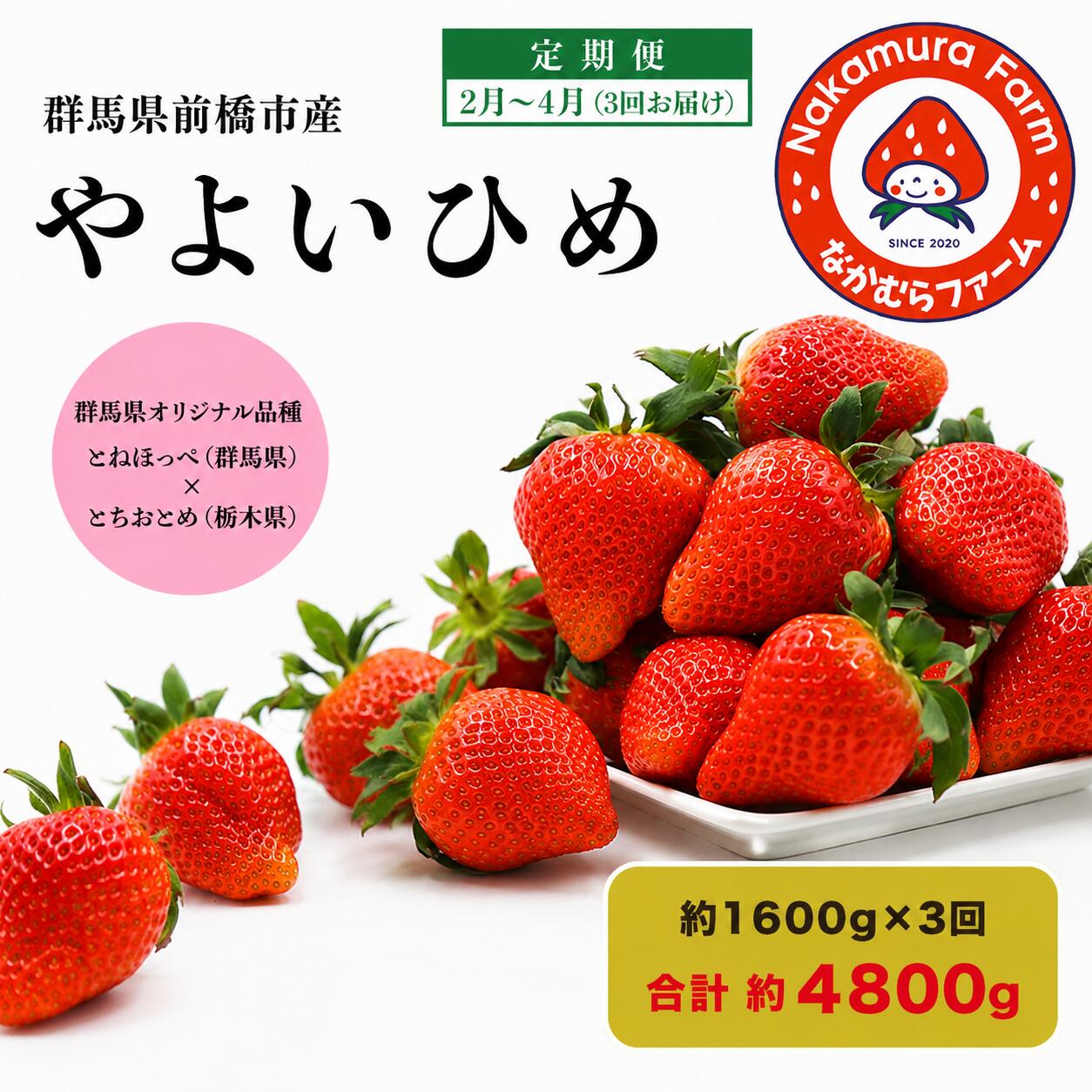 【ふるさと納税】【定期便／3ヵ月連続お届け】群馬県前橋市産いちご　『やよいひめ』　約1600g×3回（総量4.8kg) 2027年2月より発送開始 【2025年群馬県いちご品評会入賞！】