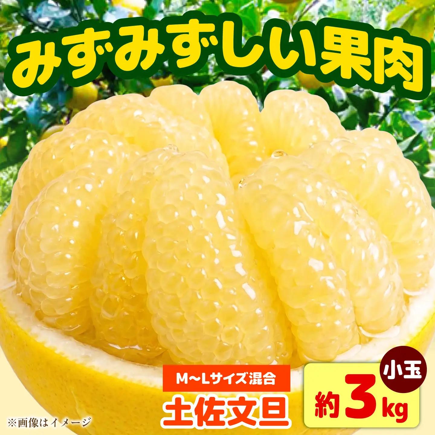 【先行予約】土佐文旦 小玉 家庭用 約3kg （M-L：7-9玉入り） 文旦 ぶんたん ブンタン 柑橘 フルーツ デザート 果物 ご当地 人気 名産＜2027年1月下旬から順次発送＞【玉木農園】 [BQAJ006]