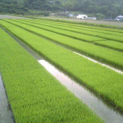 ふるさと納税 糸島市 福吉産 山つきの米2kg3品種(ヒノヒカリ、夢つくし、ミルキークイーン)[ABB010] |  | 01