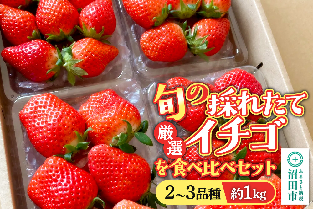 《2026年1月上旬〜2月上旬発送》旬の採れたて厳選イチゴを食べ比べ！《2〜3品種》約1kg 詰め合わせセット（サイズ・品種おまかせ）