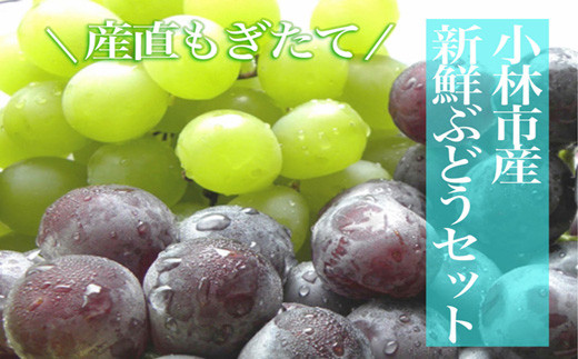 【数量限定】シャインマスカットと旬のぶどう　1.8kg（果実 フルーツ ぶどう マスカット 人気 限定 宮崎 小林市）