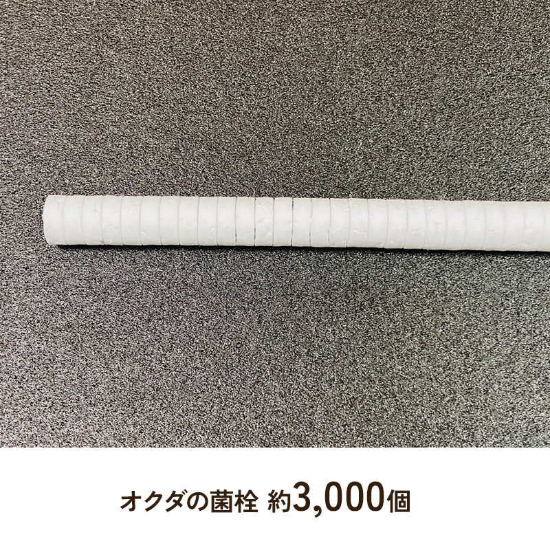 【初心者用】 しいたけ栽培キット お手軽植菌棒+錐+発砲栓 兵庫県 洲本市 淡路島