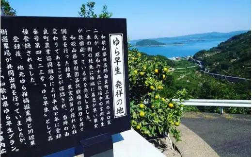 ＼訳あり／ ゆら早生みかん 10kg / みかん ミカン 和歌山県 柑橘 早生 甘い 蜜柑 フルーツ 果物 くだもの 食品  産地直送 由良町 ご家庭用 ゆら早生 早生みかん ※2026年10月上旬～
