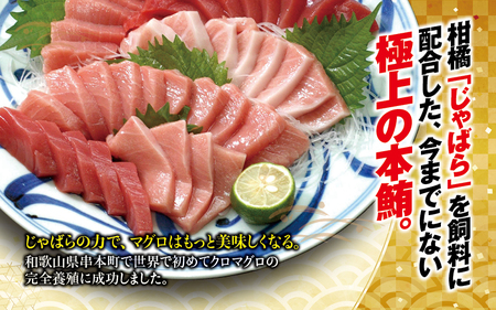 本マグロ（養殖）トロ＆赤身セット 500g まぐろ【お正月予約12月25日～29日発送】【nks110D-sg】
