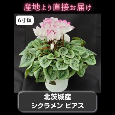 ふるさと納税 北茨城市 【長谷川園芸】の 北茨城産 シクラメン ピアス 6寸 ※11月〜12月出荷
