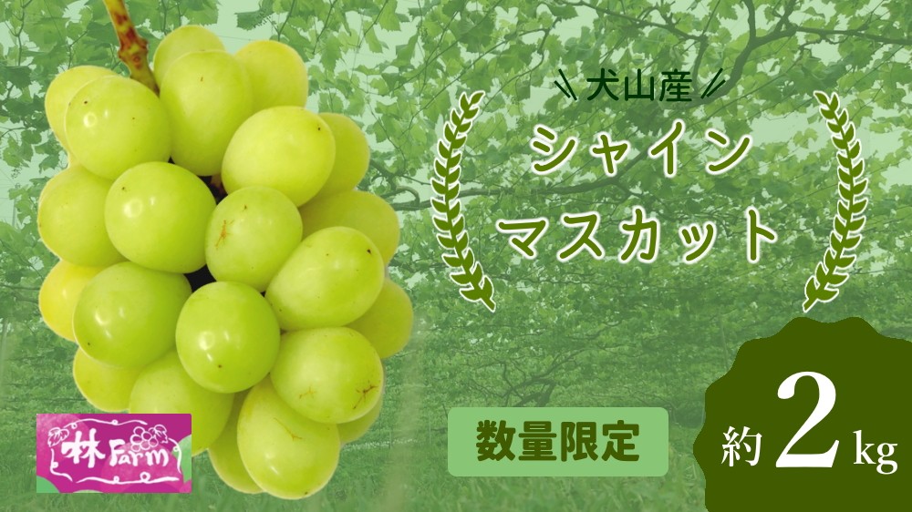 
            25-15_【期間限定・数量限定】犬山産 シャインマスカット 約2キロ ｜ ぶどう 甘い 2キロ 限定 夏 林ファーム 房 ブドウ 中玉 犬山 ご自宅用 贈答 贈り物 プレゼント ご褒美 小粒 シャインマスカット 種なし 皮ごと
          