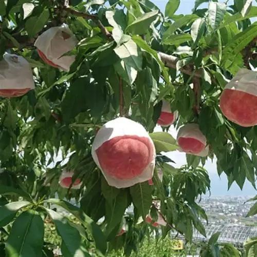 2026年発送【旬の桃 約2kg 5～7玉】 坂の上の桃 硬くて甘い! 食べ応え抜群!【配送不可地域：離島】【1264617】