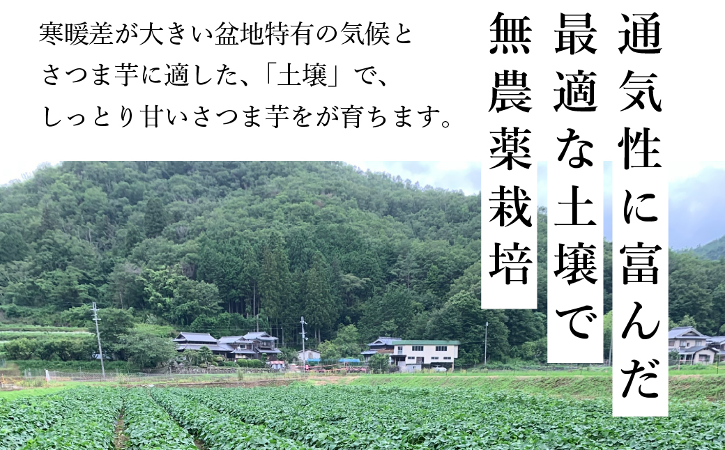 【先行予約】さつま芋　紅はるか　サイズ混合　5kg　│ さつまいも サツマイモ さつま芋 甘い ホクホク 焼き芋 焼芋 焼いも