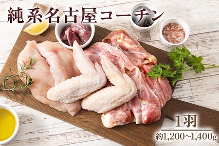 純系名古屋コーチン (1羽)【0873】