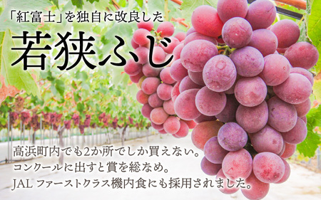 【2026年先行予約】ぶどう 種なし 巨峰 若狭ふじ 6カップ（約1.2kg）