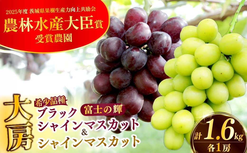 
                  ぶどう 食べ比べ ブラックシャインマスカット 富士の輝 シャインマスカット 各1房 1.6kg以上 先行予約 生産者直送 朝採れ 期間限定｜ぶどう シャインマスカット 食べ比べ 高級 大房 大粒 葡萄 グレープ 果物 フルーツ 甘い おいしい 旬 農家直送  限定 果樹 高級果物 お取り寄せ 新鮮 人気品種 デザート スイーツ 美味しい 人気 本多巨峰園 茨城県 常陸太田市
                