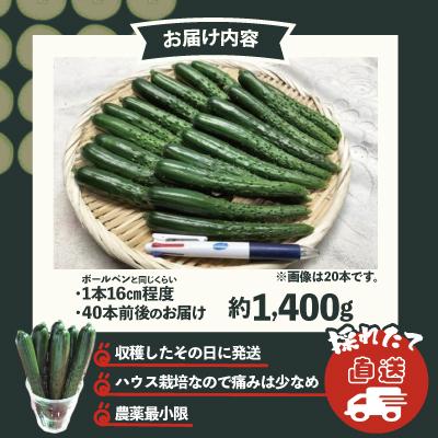 ふるさと納税 大館市 ステックキュウリ ポクポク柔らか!めんこい!約40本 |  | 03