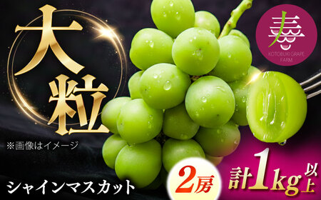 【先行予約】【8月中旬より順次発送】【50個限定】【贈答用】シャインマスカット2房 / シャインマスカット 果物 フルーツ ギフト 新鮮 /　島根県雲南市　/ 寿ぶどう縁[AIEM002]