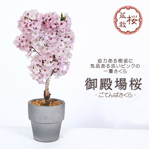 
                  【39-08】 養庄園 御殿場桜盆栽
                