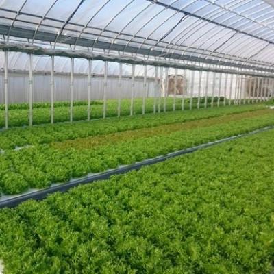 ふるさと納税 亀岡市 新鮮 旬の葉物野菜セット 7種詰め合わせ《小島農園》 |  | 02