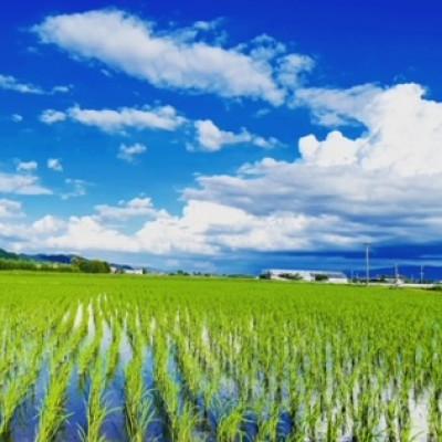 ふるさと納税 筑前町 令和7年産　特別栽培米 白米10kg【5kg×2袋】夢つくし/元気つくし |  | 01