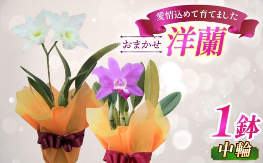 おまかせ洋蘭 中輪 1鉢 花 植物 生花 鉢植え 鉢花 インテリア 洋ラン 蘭 カトレア 花鉢 室内 栽培 鑑賞 園芸 ガーデニング リボン ラッピング プレゼント ギフト 贈答用 お祝い