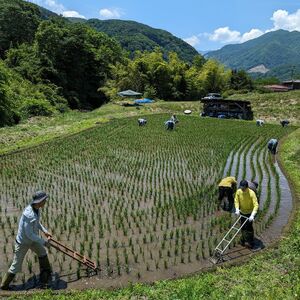 長野県富士見町落合河路塚平産 じゅんかん育ちのコシヒカリ 3kg 令和6年度産 