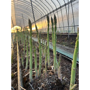 60-A 極太アスパラガス2～3Lサイズ1kg（約20本）※2026年4月下旬～5月下旬頃に順次発送予定