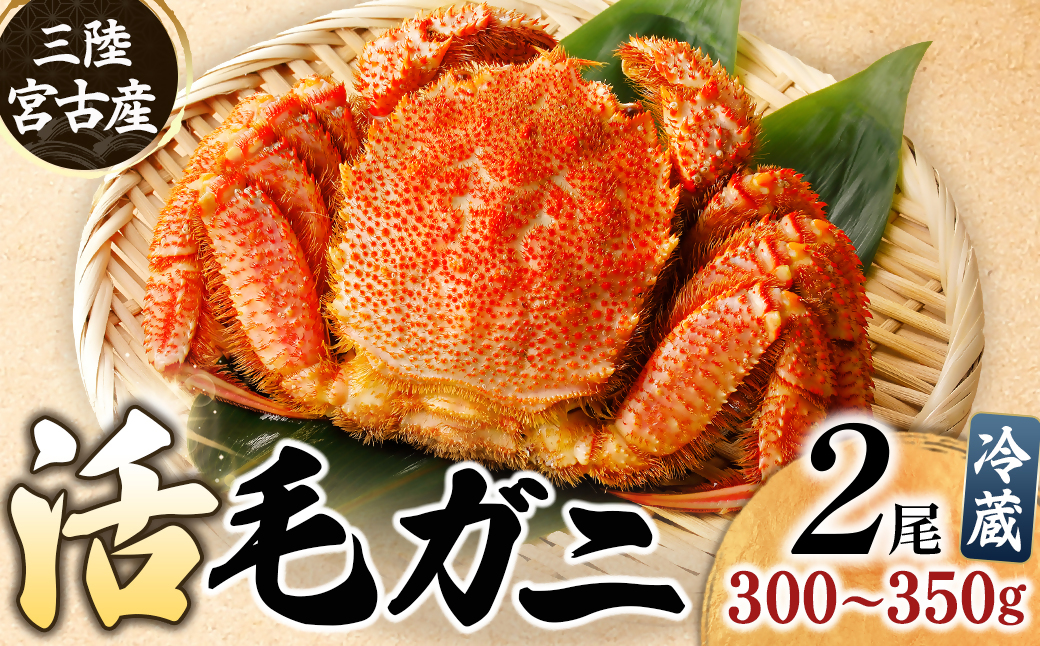 三陸宮古産　活毛ガニ　300g～350g×2杯【配送不可地域：離島・沖縄県・九州】