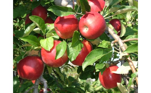 《先行予約》【りんご】「サンふじ」5kg 秀品 （16 - 20玉）山形産 秀品 山形産 【2025年12月上旬頃から2026年1月中旬頃発送予定】　018-B-MM028 5kg （16 - 20玉