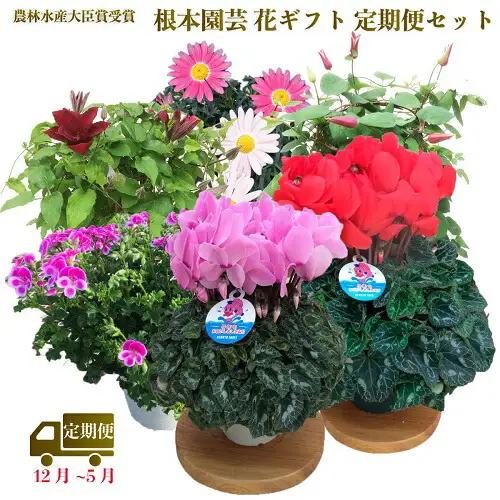 【2026-27年 先行予約】季節の花 定期便 6回 (12-5月) 色おまかせ 根本園芸 | 花ギフト定期便