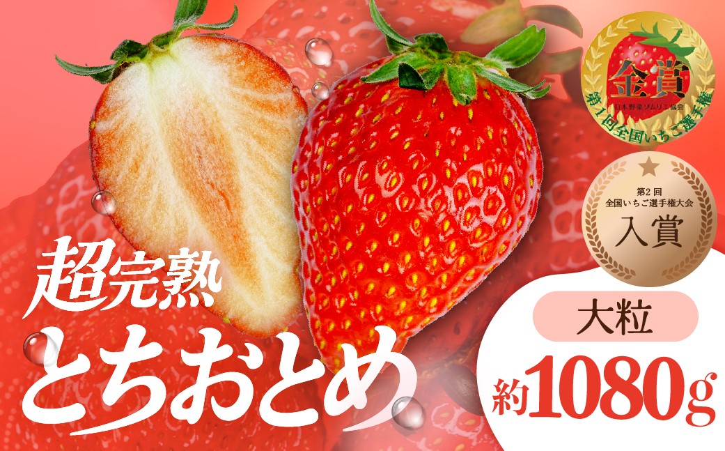 
                  【選べる発送月】いちご 「茂木完熟いちご」　第1回いちご選手権入賞 とちおとめ 大粒 約270g×4 合計 約1080g | いちご イチゴ 苺 とちおとめ 大粒 特大 第1回いちご選手権入賞 ブランドいちご ストロベリー 完熟 果物 フルーツ くだもの 甘い あまい 旬 産地直送 栃木県産 美土里農園 栃木県 茂木町
                