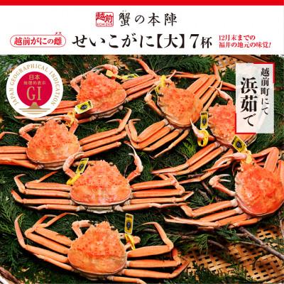 ふるさと納税 越前町 浜茹で【越前せいこがに　大　250g前後】7杯セット　11〜12月順次発送