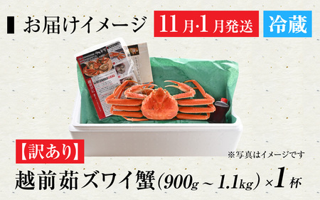 【先行予約】[捌き済選択可][到着日指定可]【訳あり】蟹好きが唸る老舗カニ料理店の越前茹ズワイ蟹 大サイズ(900g～1.1ｋg)　＜11月、1月発送分＞【11月上旬より順次発送】 [J-085030
